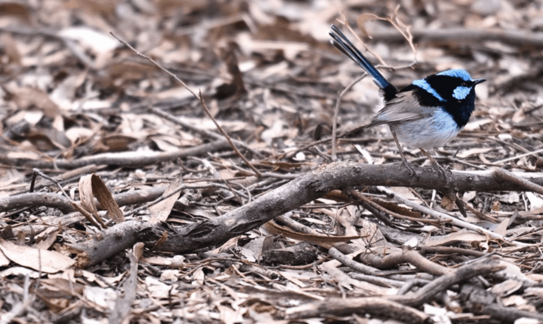 Superb fairy-wren in Australian bushland