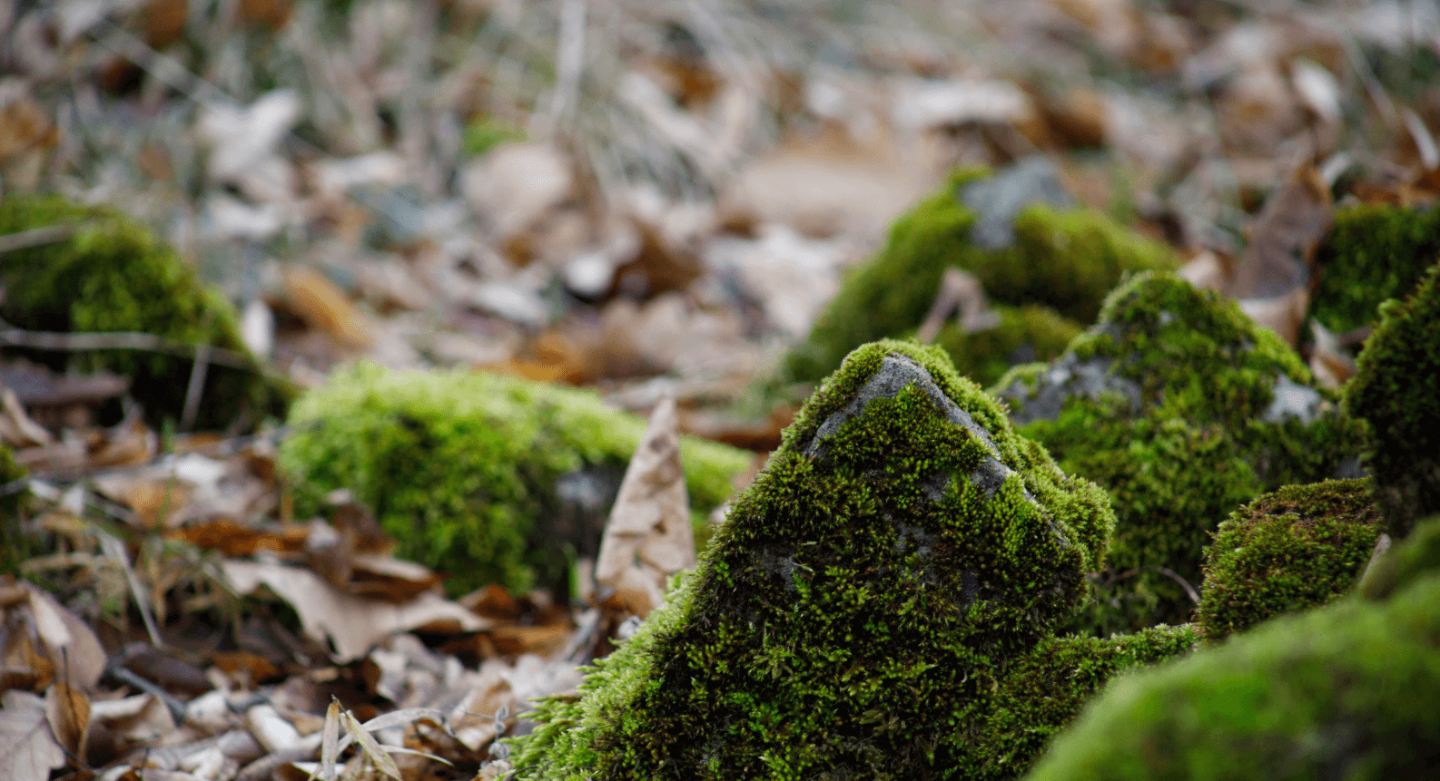Moss-covered rocks and autumn leaves