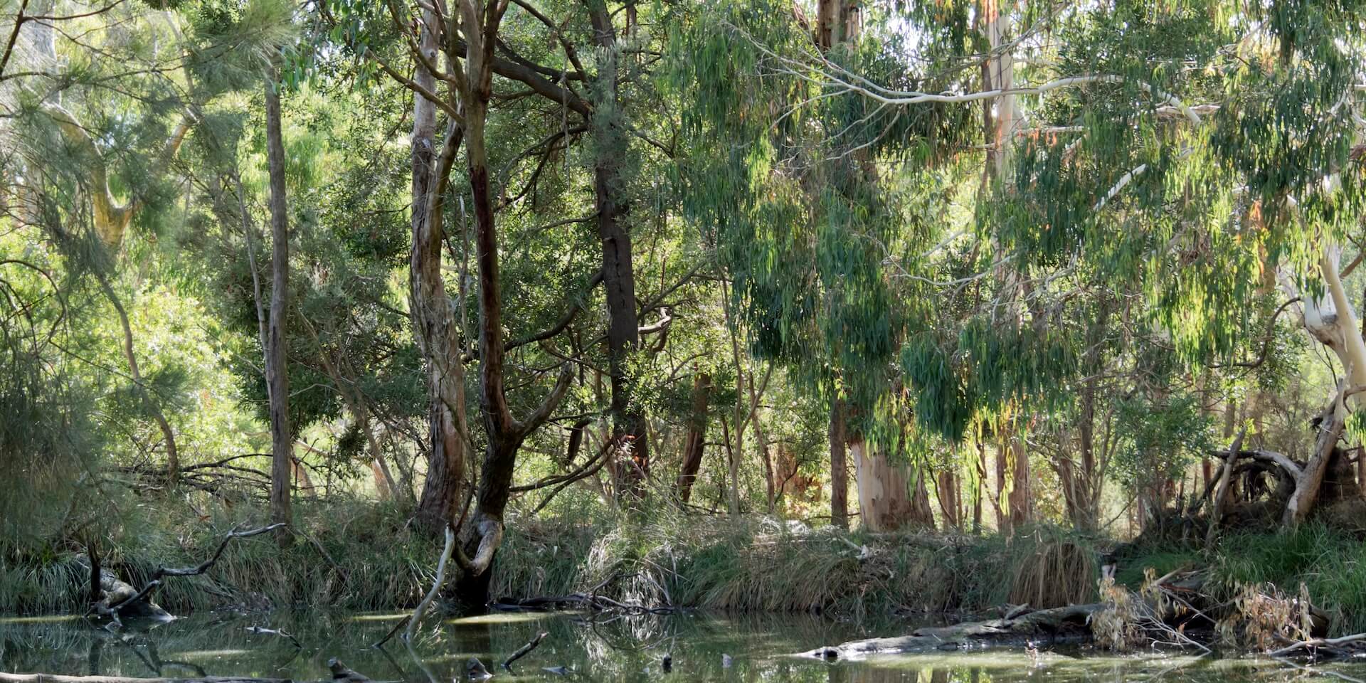 Australian billabong landscape