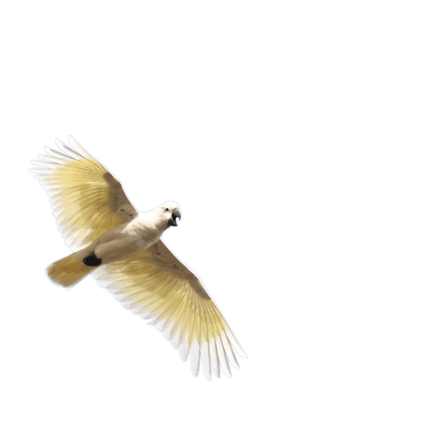 Cockatoo in flight