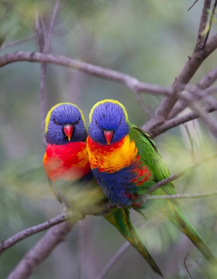 Lorikeet lovebirds in Australian bush